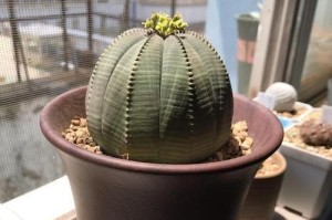 布纹球的养殖技巧（打造富有层次感的绿色植物世界）
