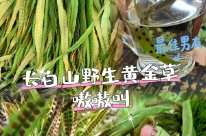 黄金草的养殖技巧与注意事项（打造漂亮且健康的黄金草园）