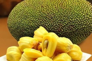 菠萝成熟季节及采摘技巧（掌握菠萝成熟季节，享受鲜美多汁）