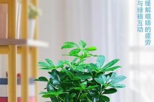 观叶盆栽的常见植物（探秘观叶盆景的美丽世界）
