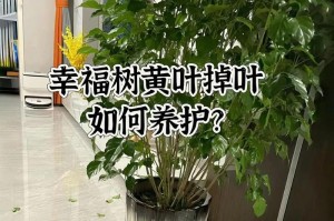 幸福树叶子发黄，如何处理？（探索幸福树叶子变黄的原因和解决方法）