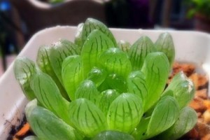 玉露养护指南（多久浇一次水？如何正确浇水？）