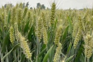 小麦种植的时间、方法及管理技术（掌握关键技术打造高产优质小麦种植基地）
