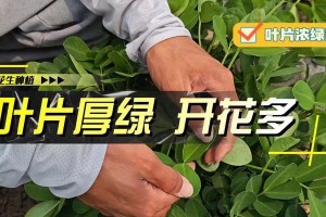 花生季节性开花结果研究（了解花生生长规律与种植技巧）