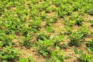 探究花生的品种、生长环境和栽培技巧，了解花生的营养价值和食用方法