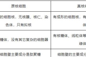 蓝细菌——原核生物界的奇特植物？（了解蓝细菌，探索原核细菌世界）