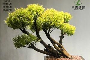 金丝楠木盆栽养护指南（如何在家中养护金丝楠木？一步步教你）