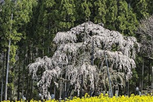 芥末树（探索芥末树的形态、用途与神话）