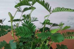 了解含羞草的生长环境及特点（探索含羞草的生存之道）