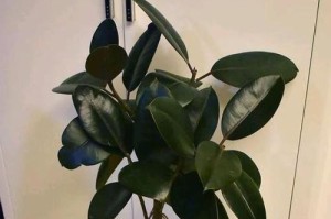 橡皮树叶子是否有毒？（解读橡皮树叶子毒性及如何正确处理）