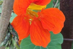 旱金莲——喜阳光的花卉之一（阳光照耀下的旱金莲，如何才能茁壮成长？）