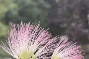 合欢花的风水寓意和摆放位置