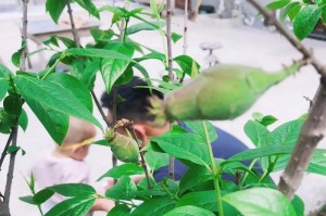 腊梅花种子的种植技巧（从选种到开花，轻松掌握种植要点）