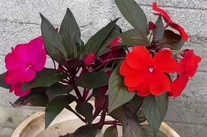 凤仙花的扦插繁殖方法（简单易行的家庭园艺技巧）