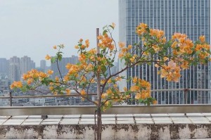 高杆柠檬换盆及养护指南（打造健康的高杆柠檬，换盆是关键）