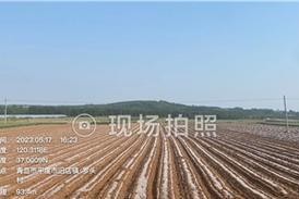 河南花生播种时间探究（探寻花生种植的最佳时间点）