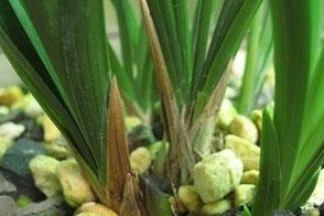 春兰不开花的原因（探究春兰不开花的原因，帮助春兰开出美丽的花朵）
