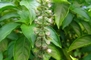 罗勒花的食用价值（探究罗勒花在饮食方面的功效与营养价值）