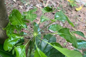 鸭掌木叶子冻坏了怎么办？（应对冷冻天气下鸭掌木叶子的护理和修复方法）
