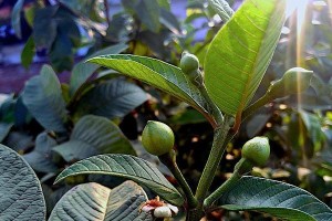 石榴树的喜阳之道（探究石榴树与阳光的关系）