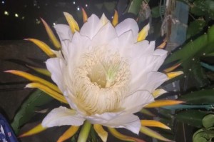 火龙果花的色彩之美（探寻火龙果花的多彩世界）