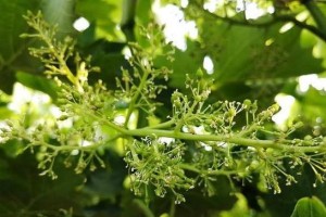 葡萄的开花结果周期（了解葡萄生长周期，优化果实品质）