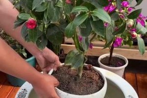 全面了解香茶花的养殖方法和养护要点（掌握如何让香茶花健康成长，给家里增添芬芳）