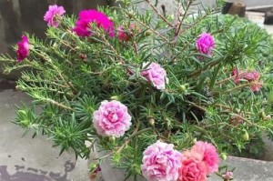 冷开水可以浇花吗？（探究冷开水对植物生长的影响，）