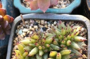 纯河沙可种多肉吗？（探究纯河沙对多肉生长的影响）