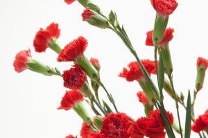 康乃馨的生长环境及适应条件（解析康乃馨生长的关键环节，让您轻松养出健康美丽的康乃馨）