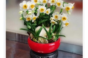 水仙花剥皮的技巧与方法（掌握正确的剥皮步骤，让水仙花展现更美的一面）