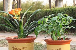 如何选择适合兰花的花盆（从材质、颜色、形状三方面教你选择最合适的兰花花盆）