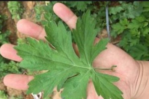 降压草的奇妙功效（植物界的降压专家）
