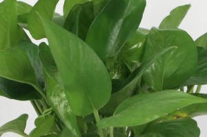 平安竹肥料使用指南（打造健康翠绿的平安竹，从正确施肥开始）