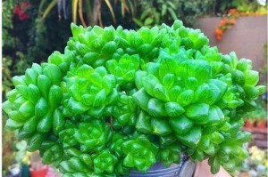 如何正确换盆多肉植物（多肉植物换盆的时间和步骤详解）