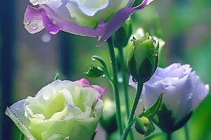 探寻桔梗的开花奥秘（从花期长短、环境因素到开花规律，一一为你解析桔梗的盛开之谜）