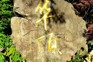 杜鹃花（了解杜鹃花的生态和保护）