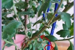 春季菊花的移栽技巧（详细介绍春季菊花的移栽方法及注意事项）