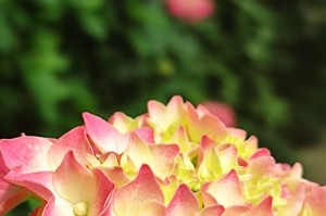 绣球花的颜色是什么？（探寻绣球花的五彩斑斓）