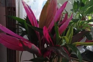红竹花的养殖技巧详解（喜欢阳光的红竹花怎样才能茁壮成长？）
