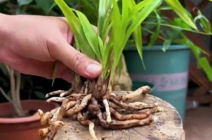 兰花开后的护理与处理（如何正确照料兰花，延长其花期）