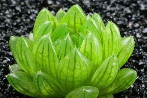 姬玉露的繁殖方法与注意事项（科学繁殖，美丽花海）