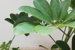 鸭掌木换盆全攻略（让你的鸭掌木健康成长）