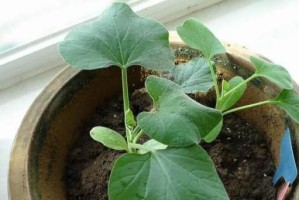 观赏葫芦的种植技巧（合适的月份、关键因素及注意事项）