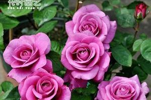 结爱月季的优缺点（了解这种美丽的花，你需要知道的一切）