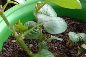 绿宝树换土完美指南（时间、方法、注意事项全解析，让你的绿宝树健康成长）