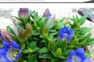 龙胆花的花期长短及其特点（探究龙胆花的生长环境、花期的变化和对其保护方法）