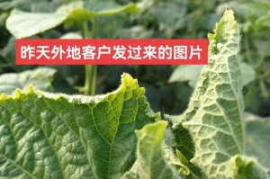 探索叶片卷曲的原因与机制（从初生叶片到完全卷曲，揭秘叶片卷曲的奥秘）