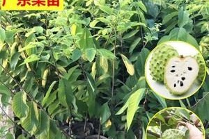 探讨适合种植凤梨释迦的地方（选择适宜的环境，让凤梨释迦生长茁壮）