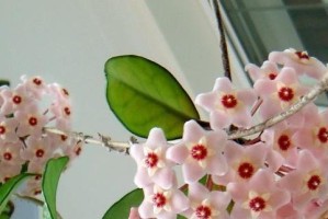 球兰养护指南（探究球兰开花的时机与方法，助你成为球兰种植达人）
